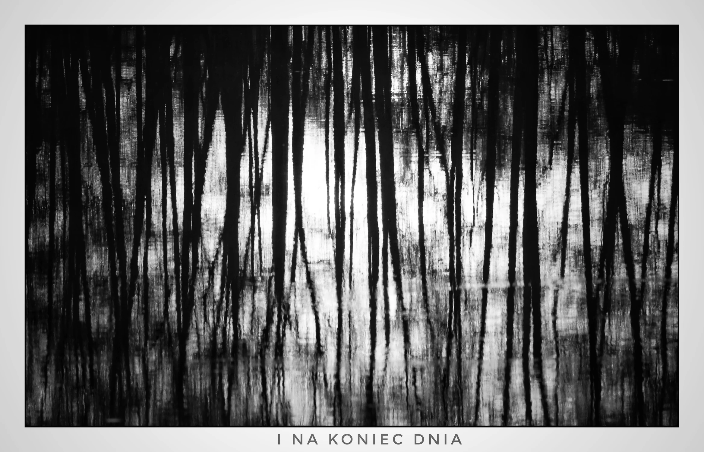 syntropia