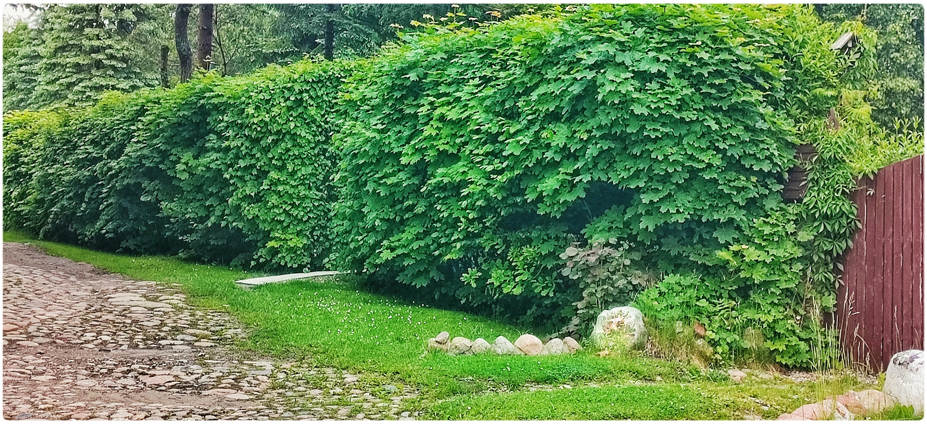 Zza płota.Tajemniczy ogród