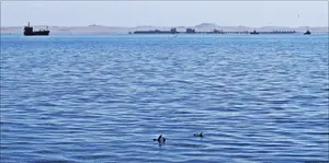 Walvis Bay i uchatki