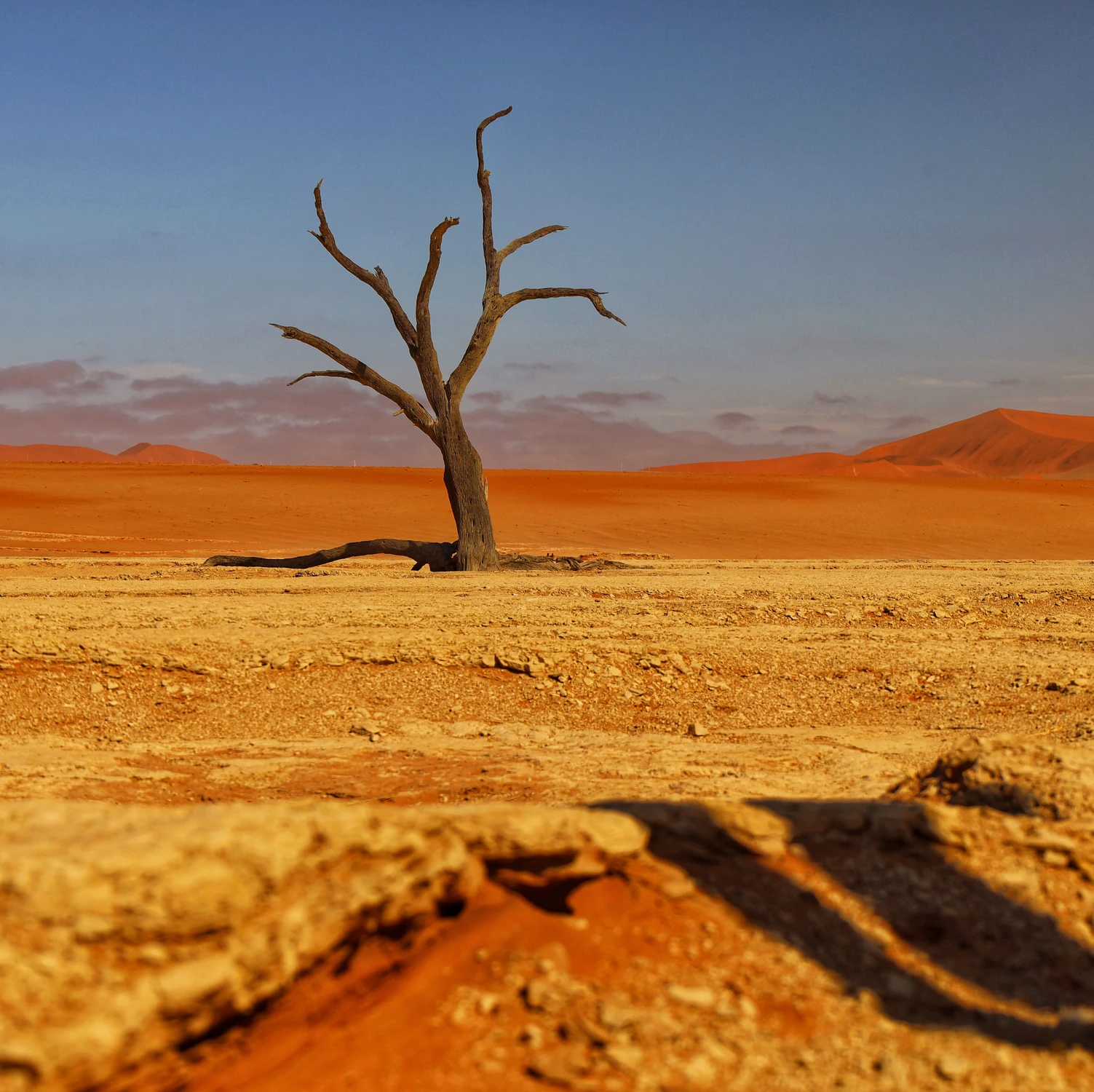 Deadvlei.  Namibia.