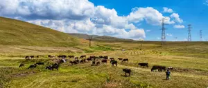 Nie będę Ciebie Pasać...