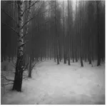 Modrzewina z brzozami