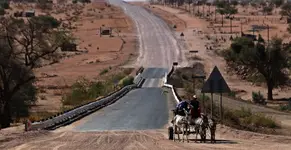 pies z kulawą nogą