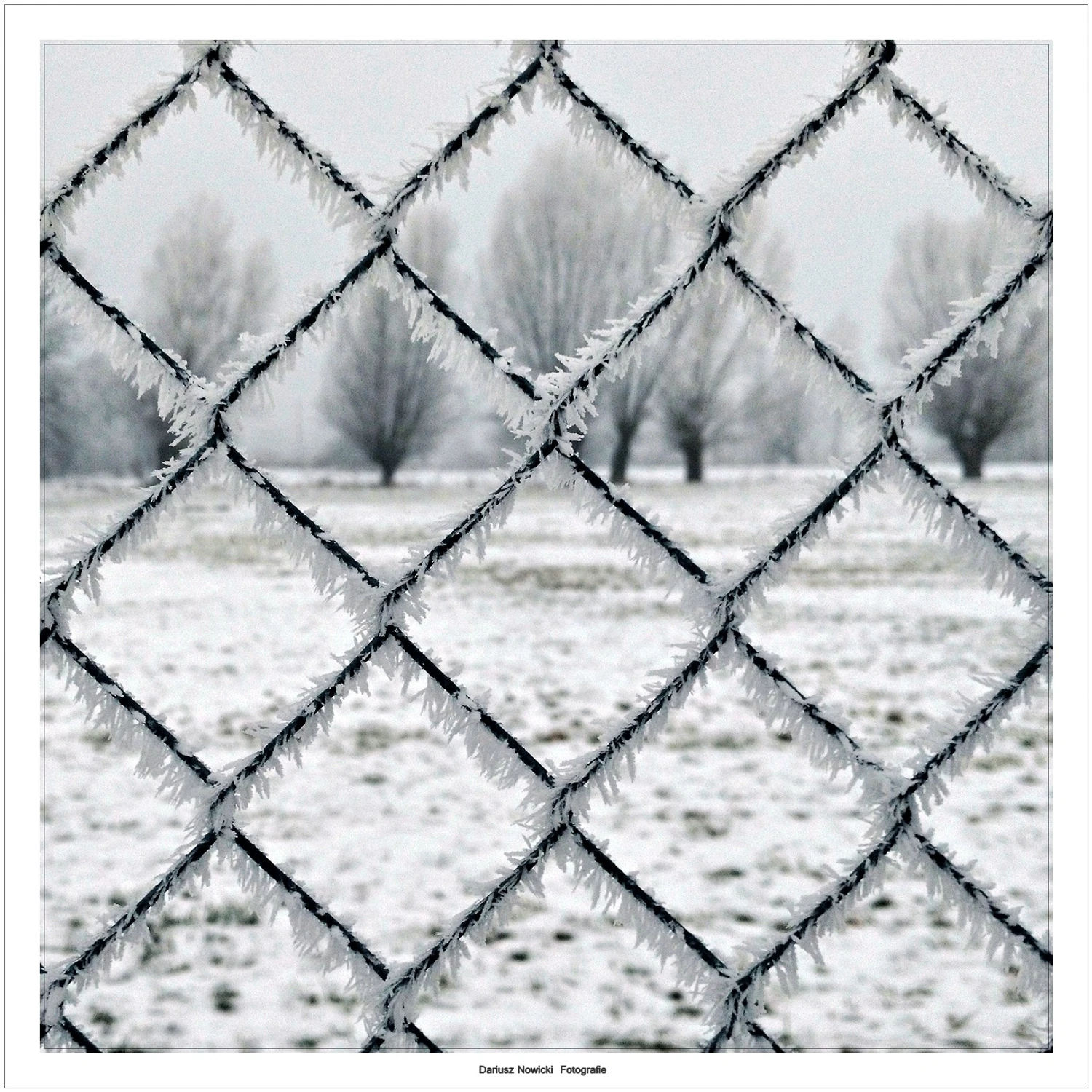 w kratkę z wierzbami