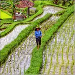 919...chodzenie po wodzie