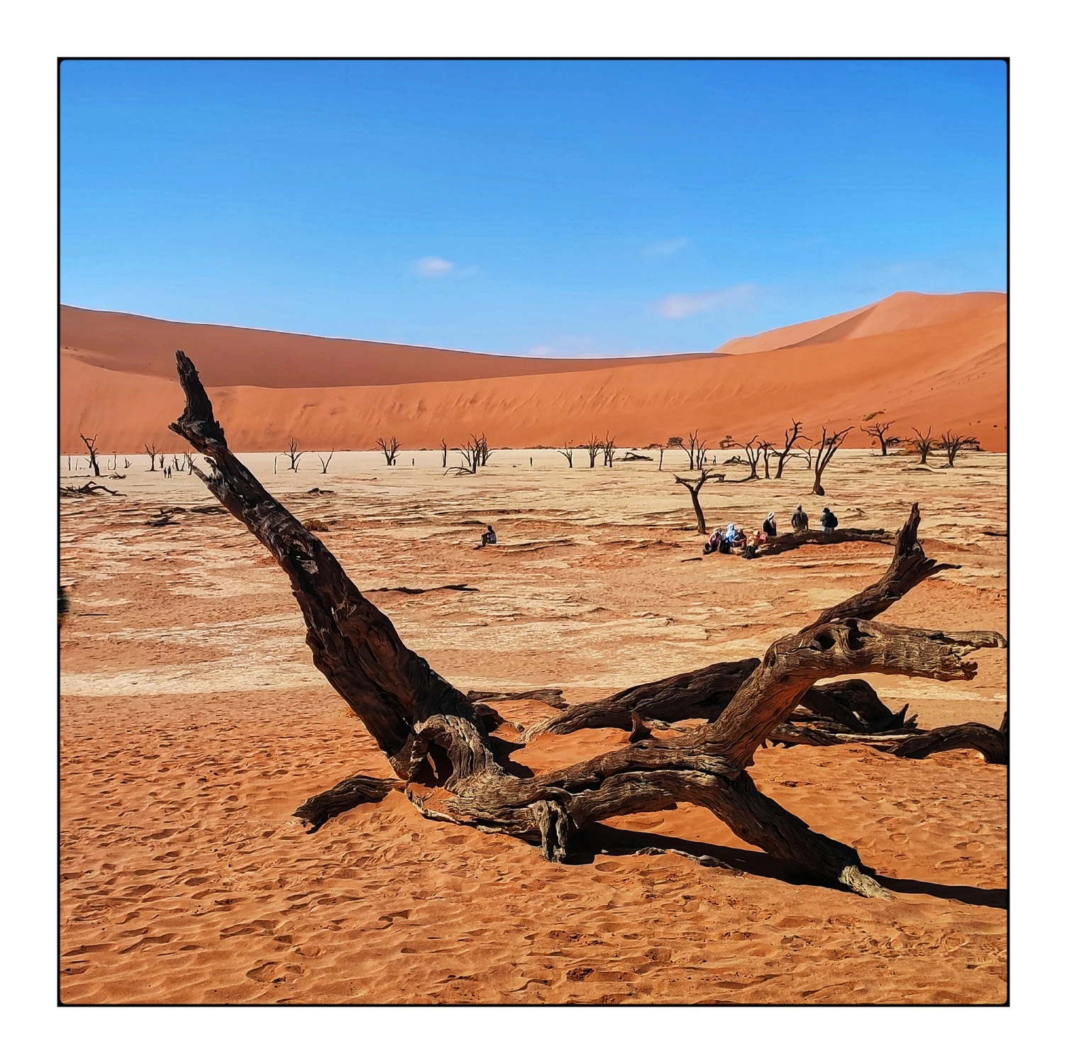 Przybij żółwika...a może krabika