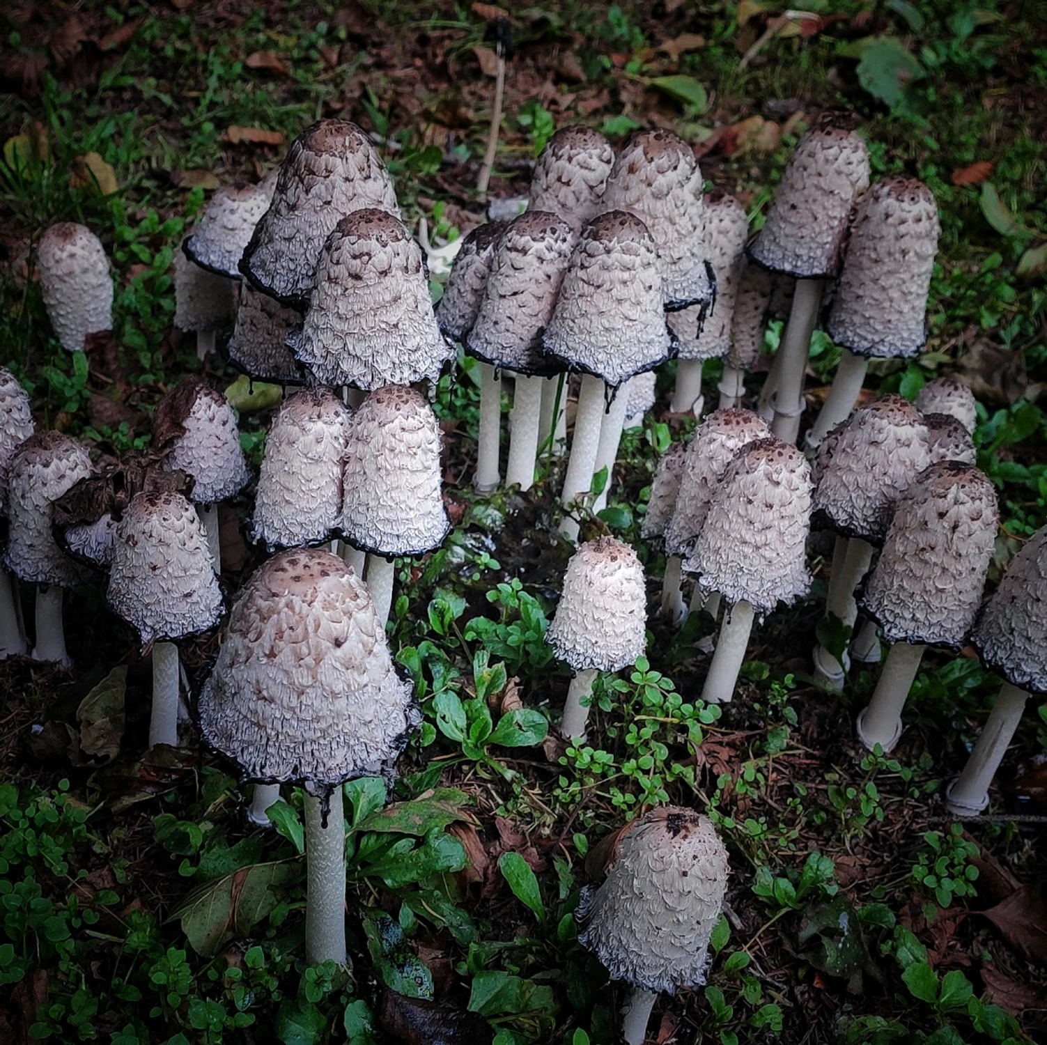 Kropidlak