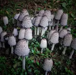 Kropidlak