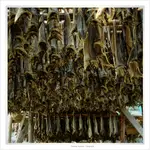 co ma wiśieć...nie utonie