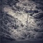 Sesja z samotnym drzewem bez umowy