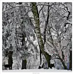 a pogoda pod psem albo z .