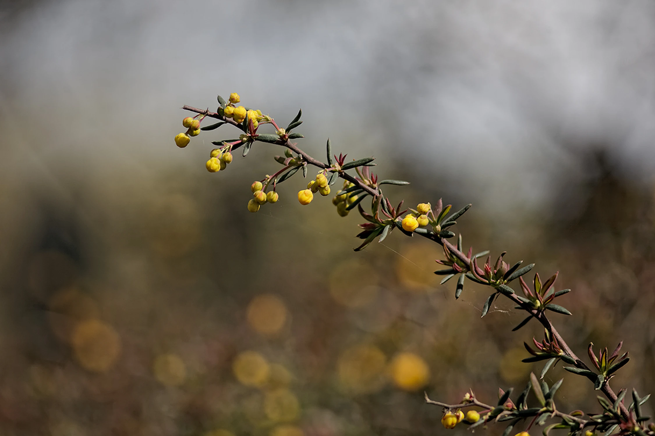 Manual nie byle jaki