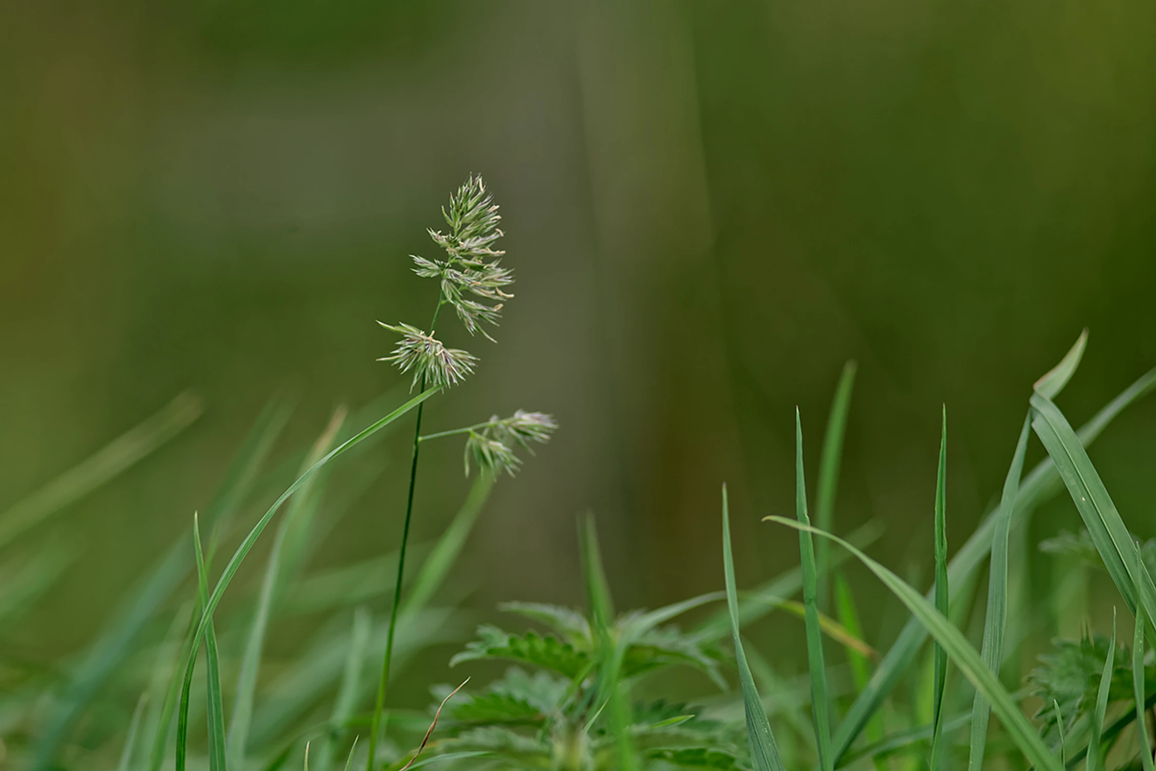 Dla amatorów manualnych szkieł