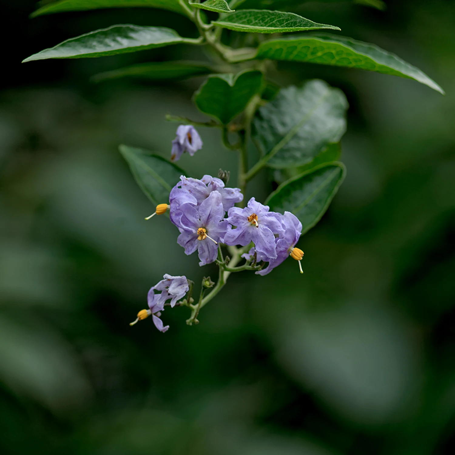 Manual nie byle jaki