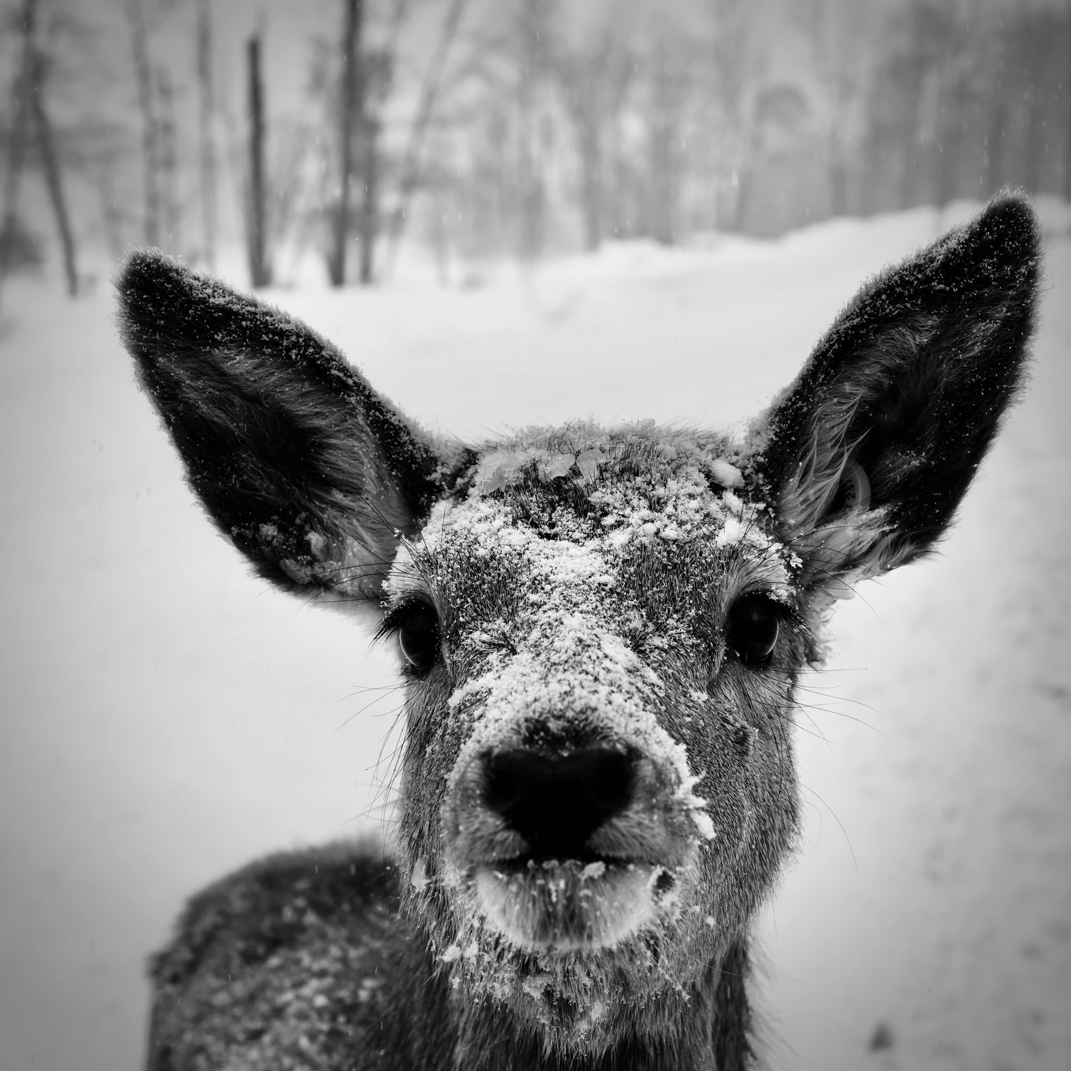 Spotkanie w białej ciszy