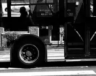 Zebra Crossing the Bus