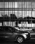 Monochrome Jungle