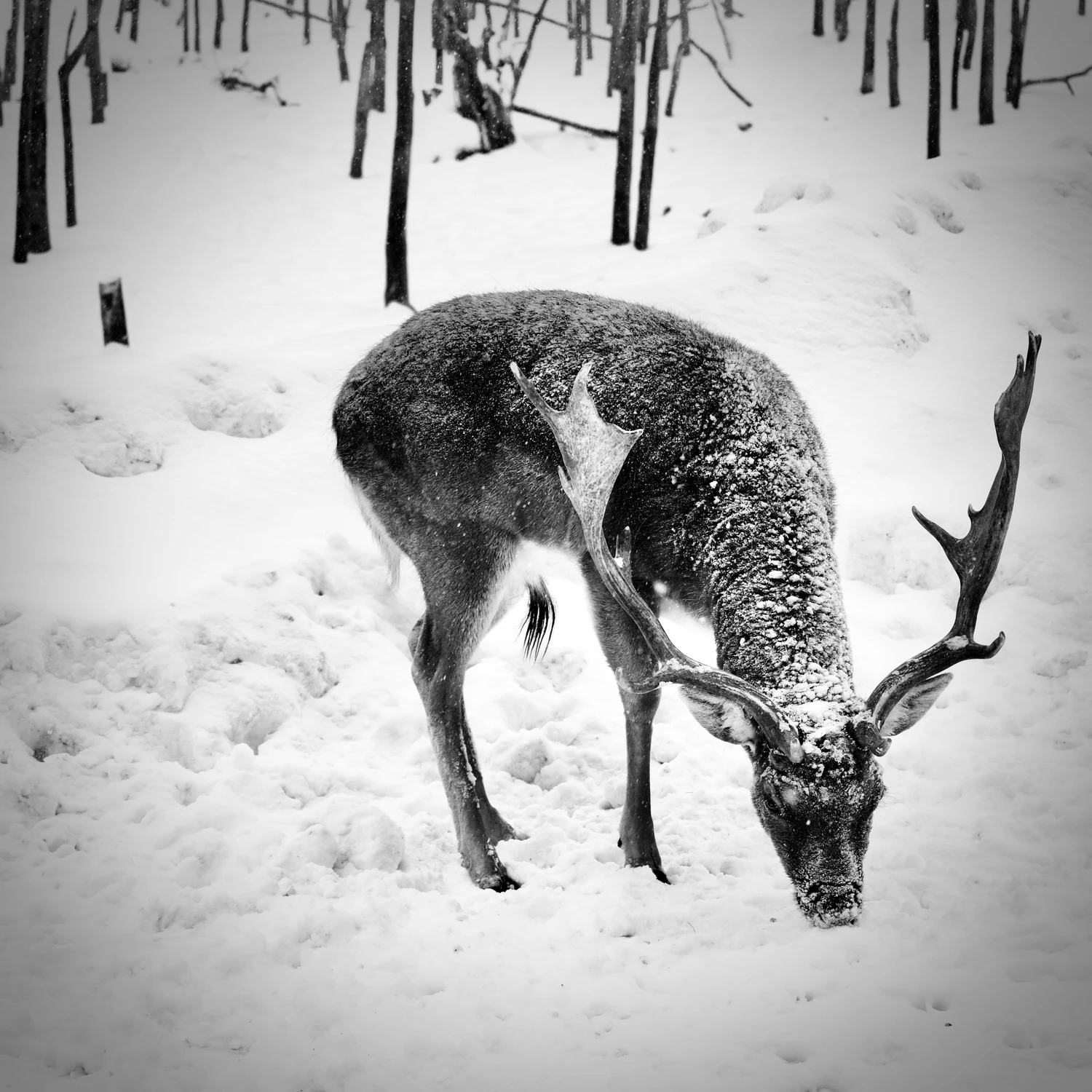 ....strażnik śnieżnego lasu