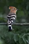 ***