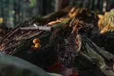 Ślad jesieni