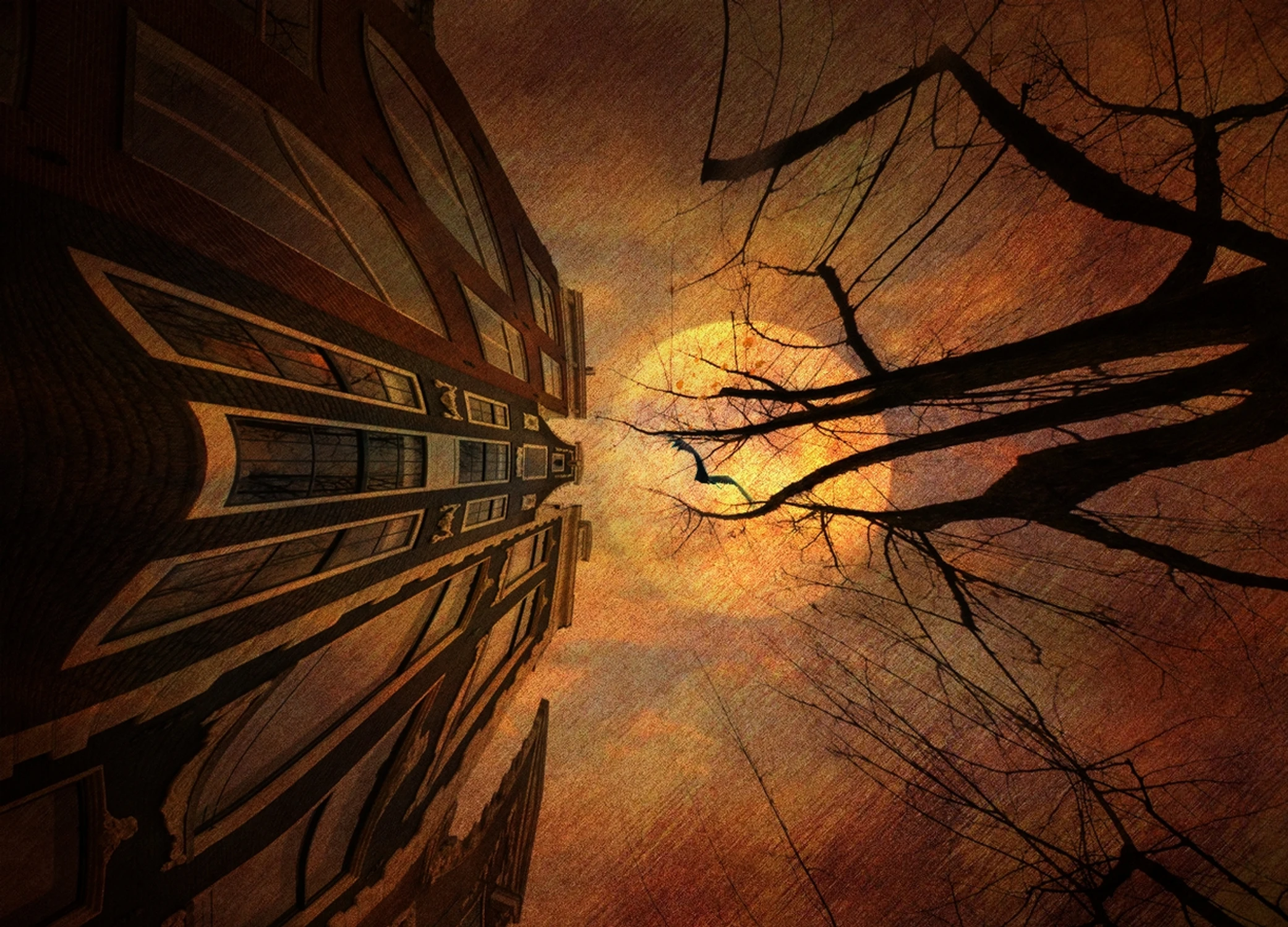 Into the Trees...
