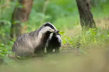 Buziaczek...