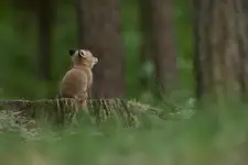 Marzyciel...