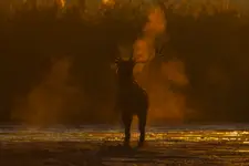Magia poranka...