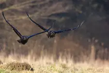 Synchronizacja...