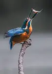 Kingfisher