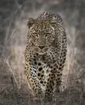 Leopard — cień sawanny