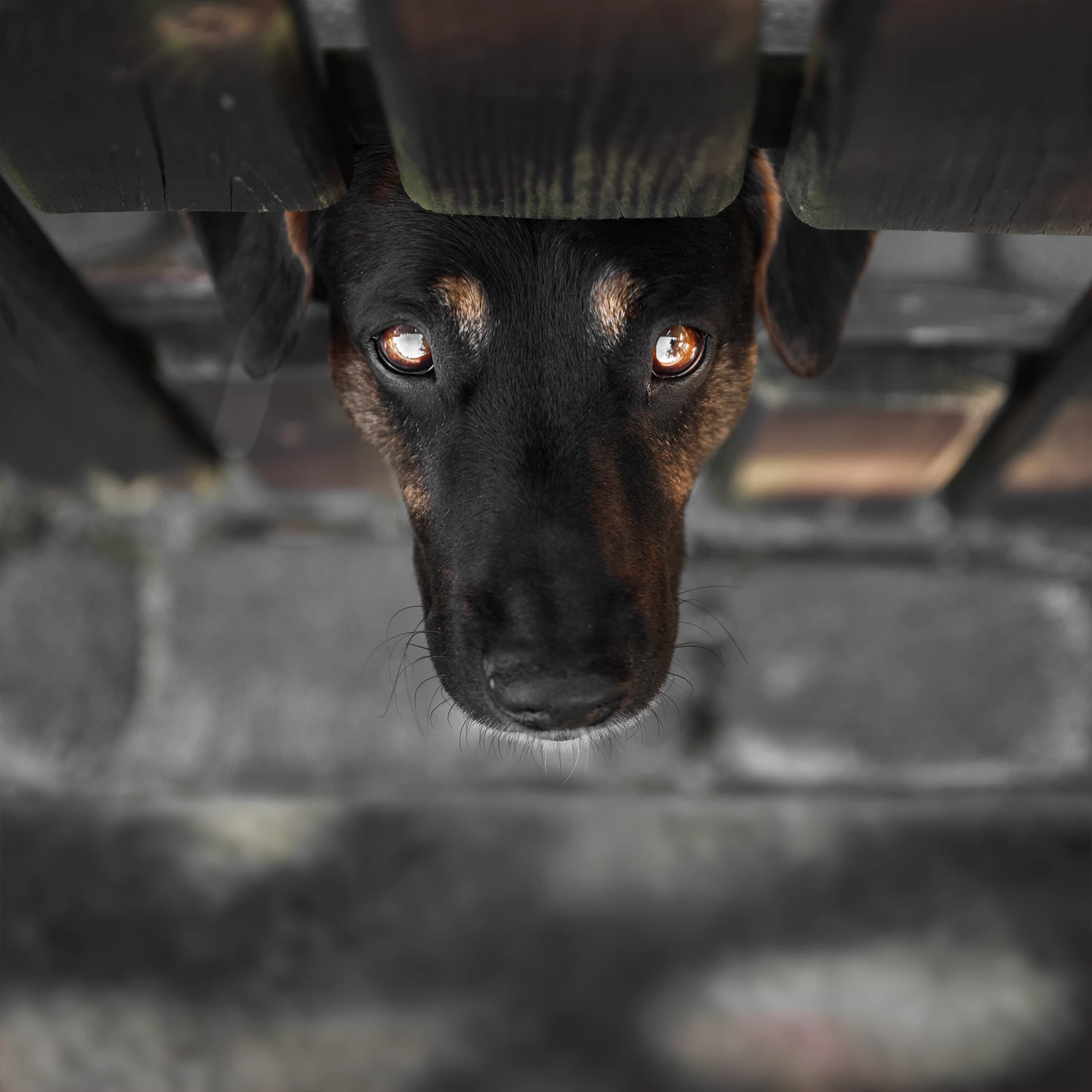 bursztynowe spojrzenie