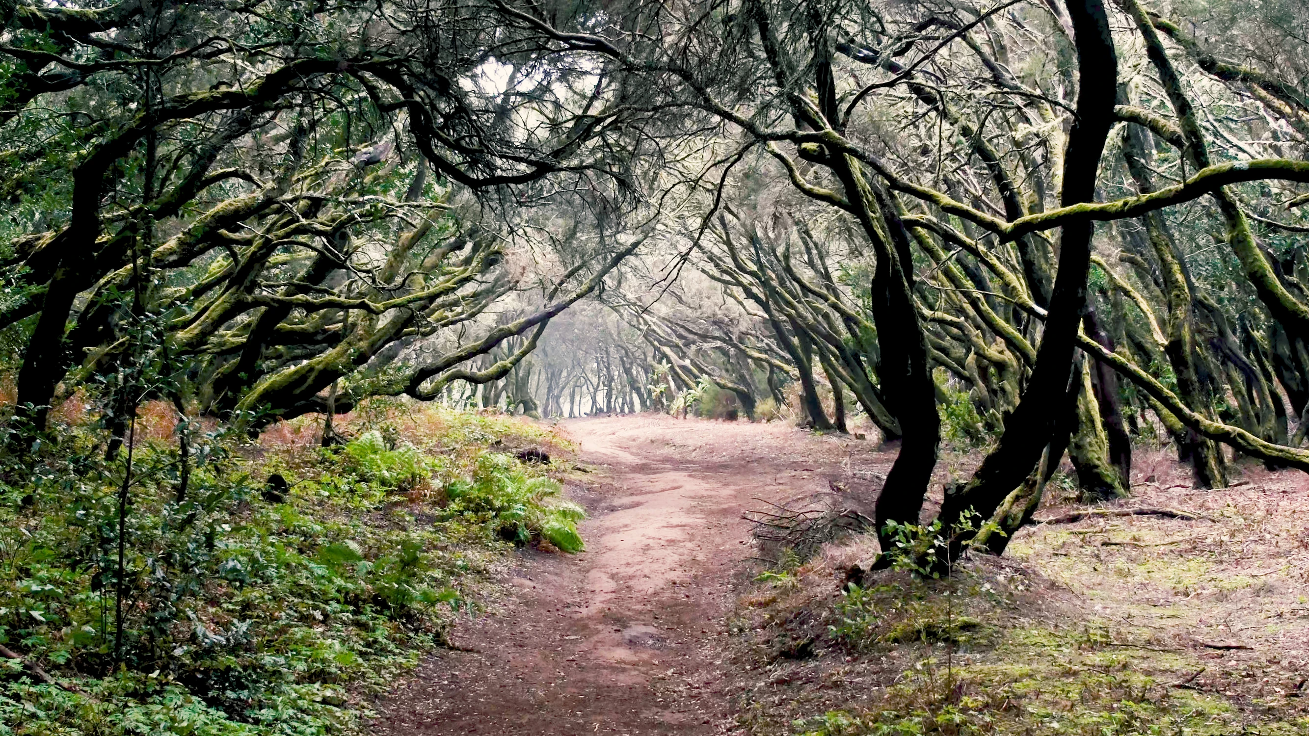 La Gomera forest