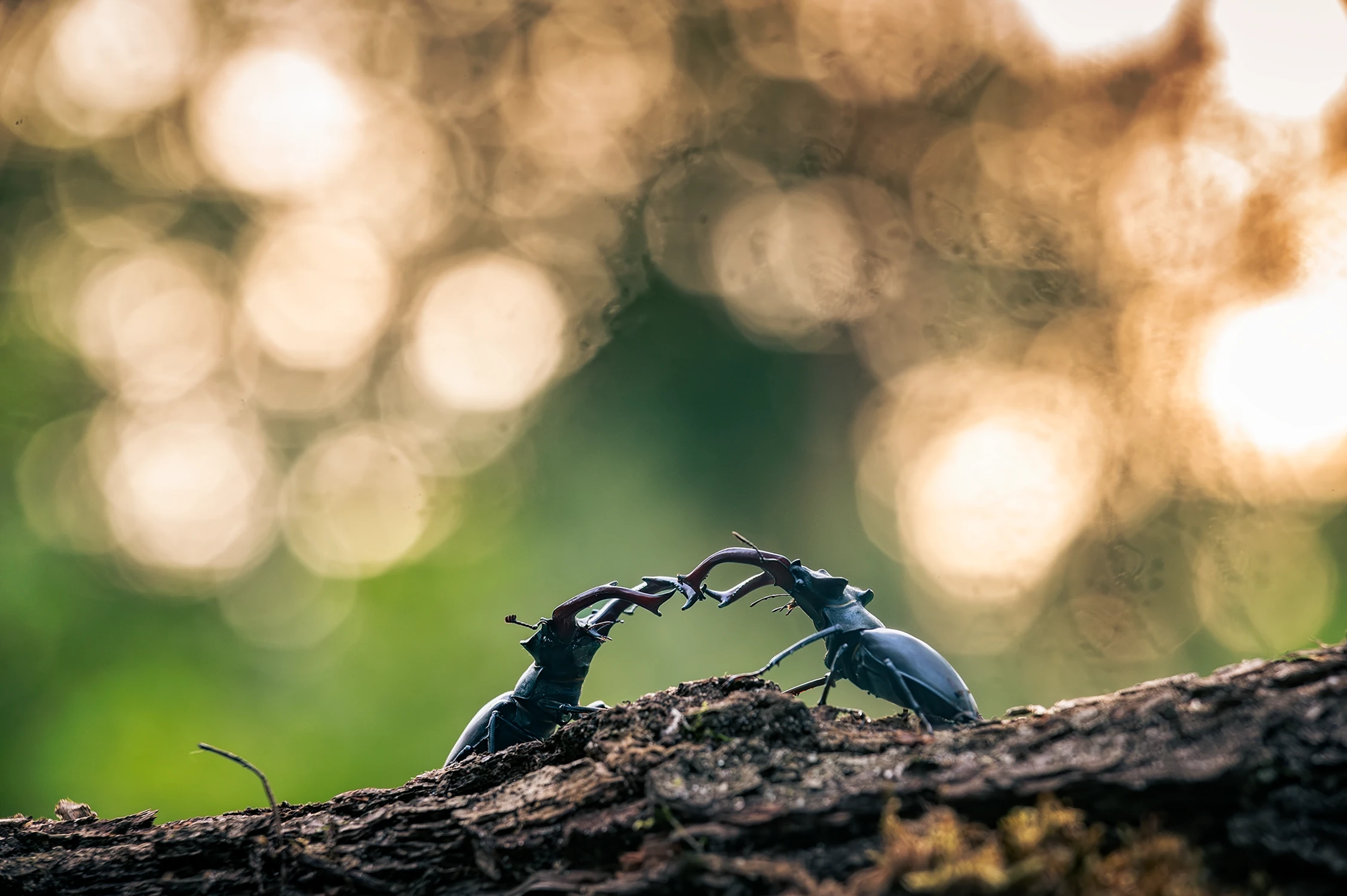 Jelonek rogacz (Lucanus cervus) 