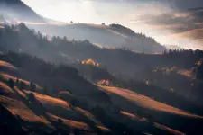 Drzewko