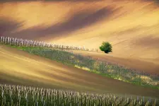 Wśród morawskich winnic ...