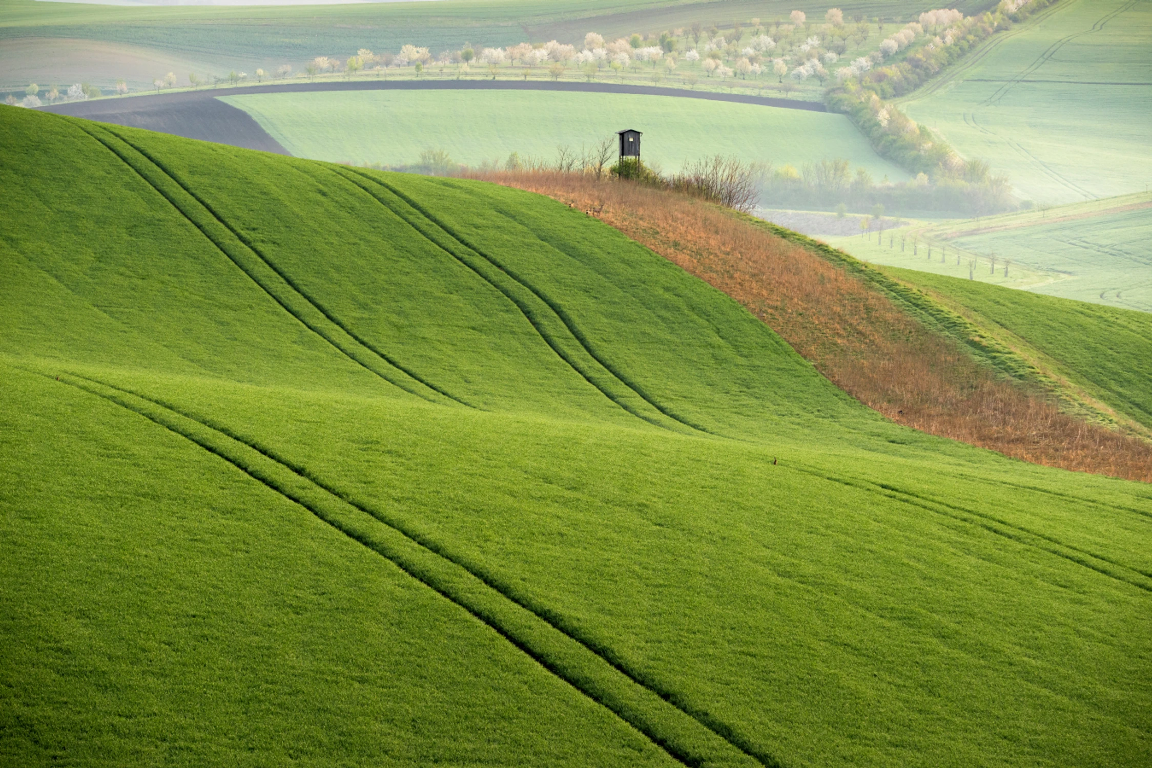 Kraina łagodności ... 