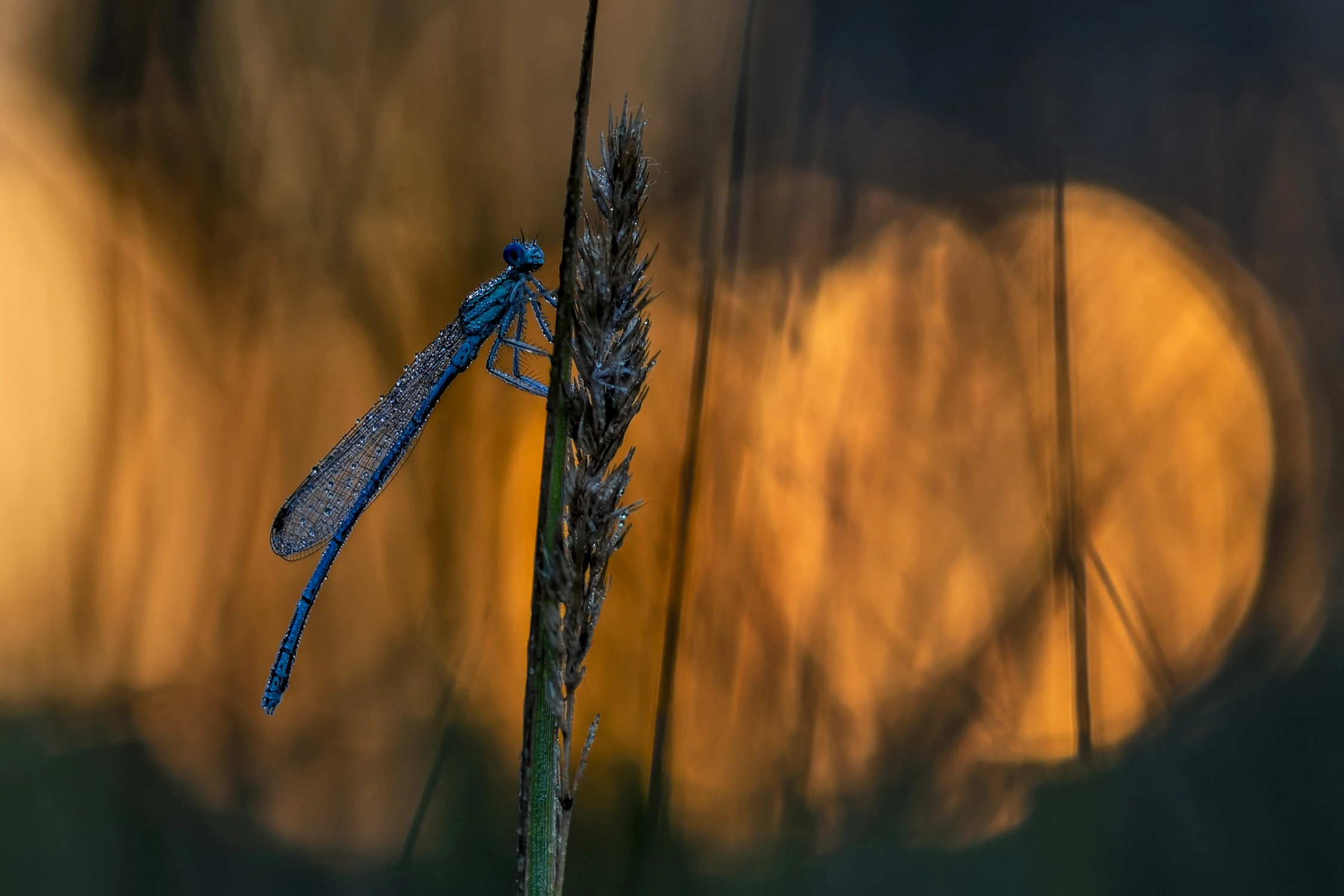 Gdy łąka budzi się ze snu