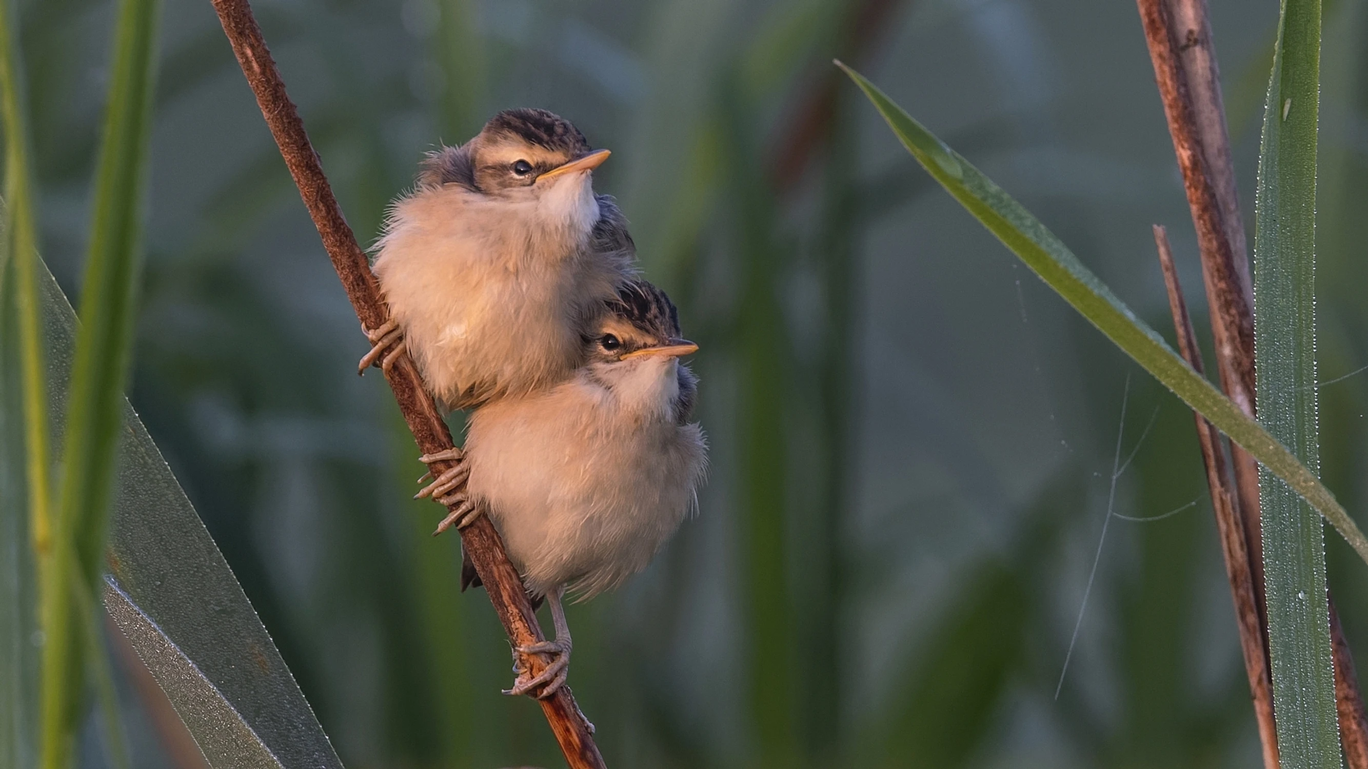 Czekając na śniadanie