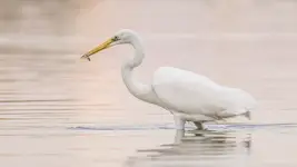 Śniadanie w pastelach świtu