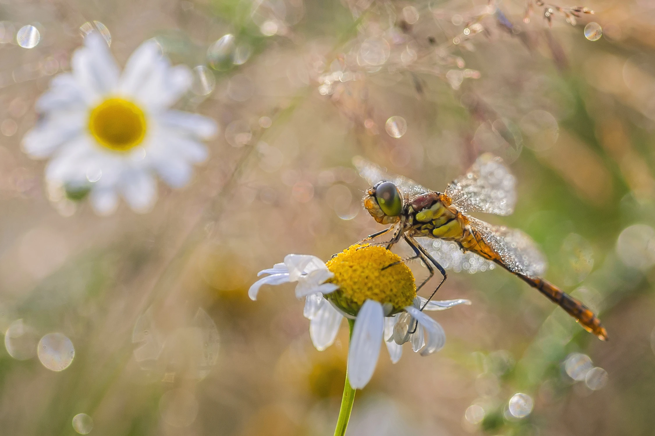 W krainie rumiankowych słońc