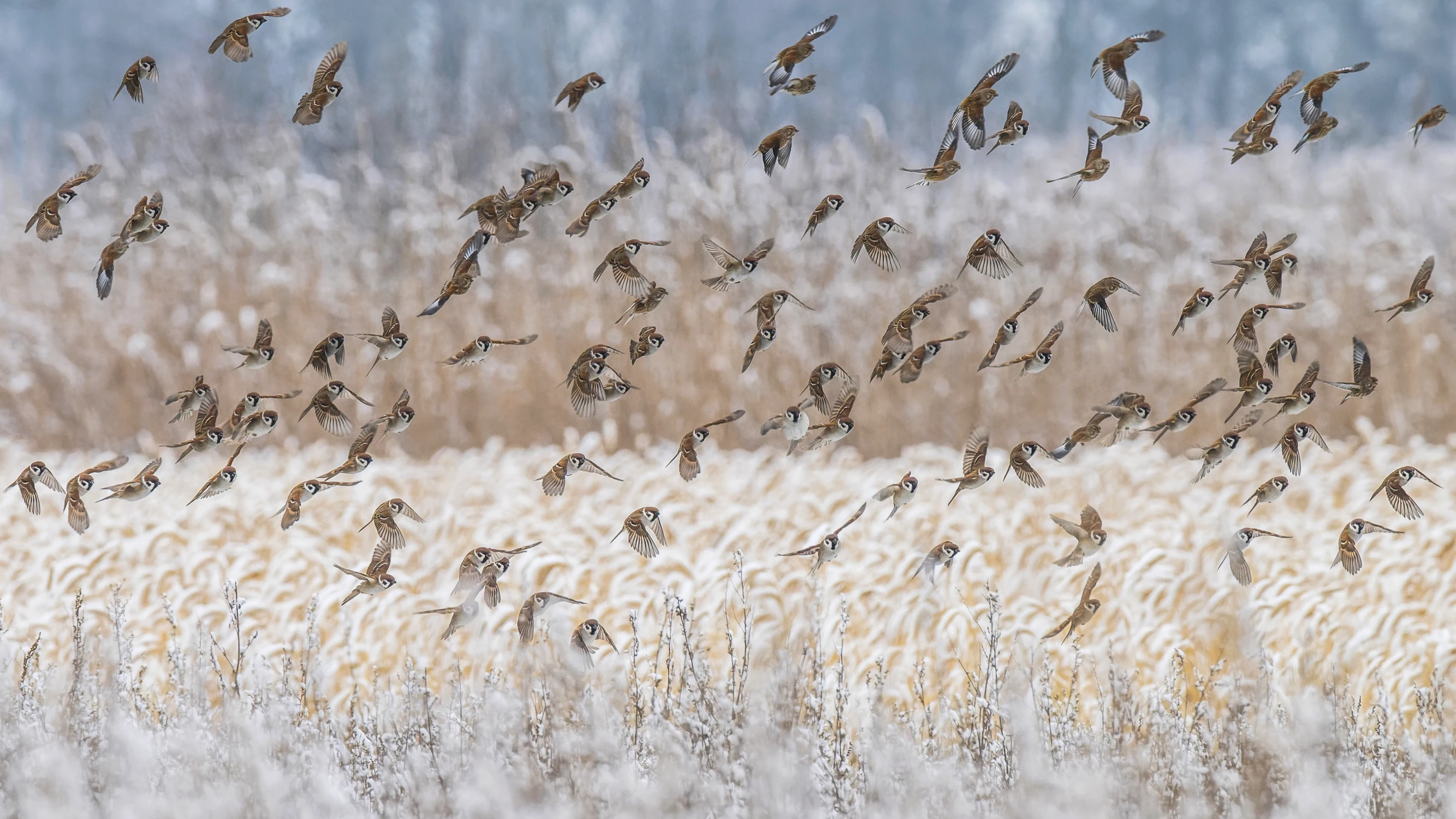 Zimowy przekładaniec