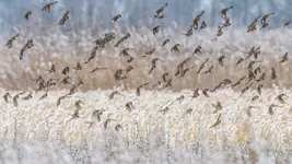 Zimowy przekładaniec