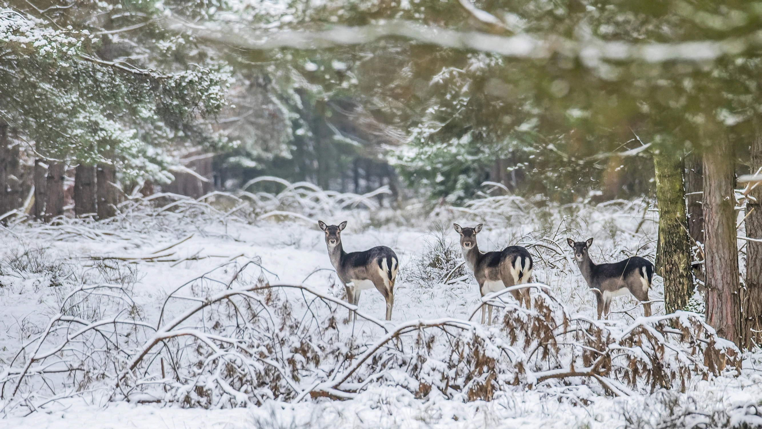 Opowieści z zimowego lasu