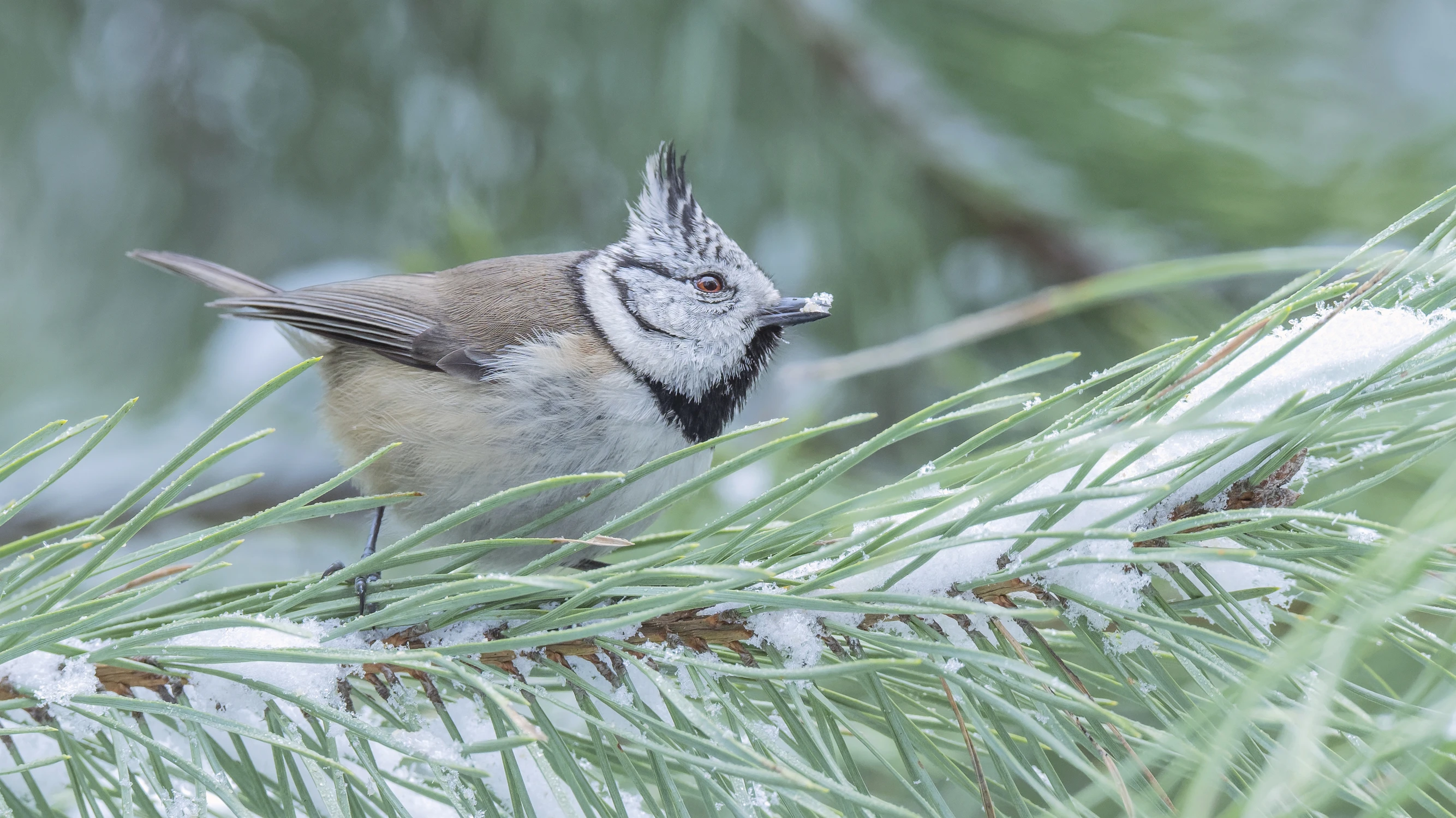 Czubatka z zimowego lasu
