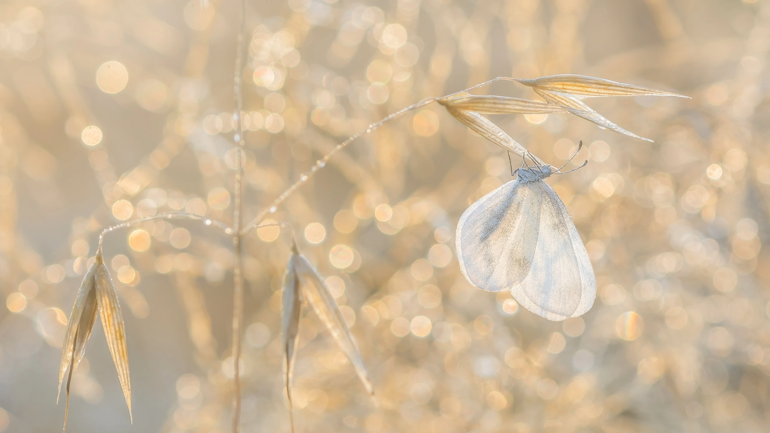 Biała dama w porannych błyskotkach