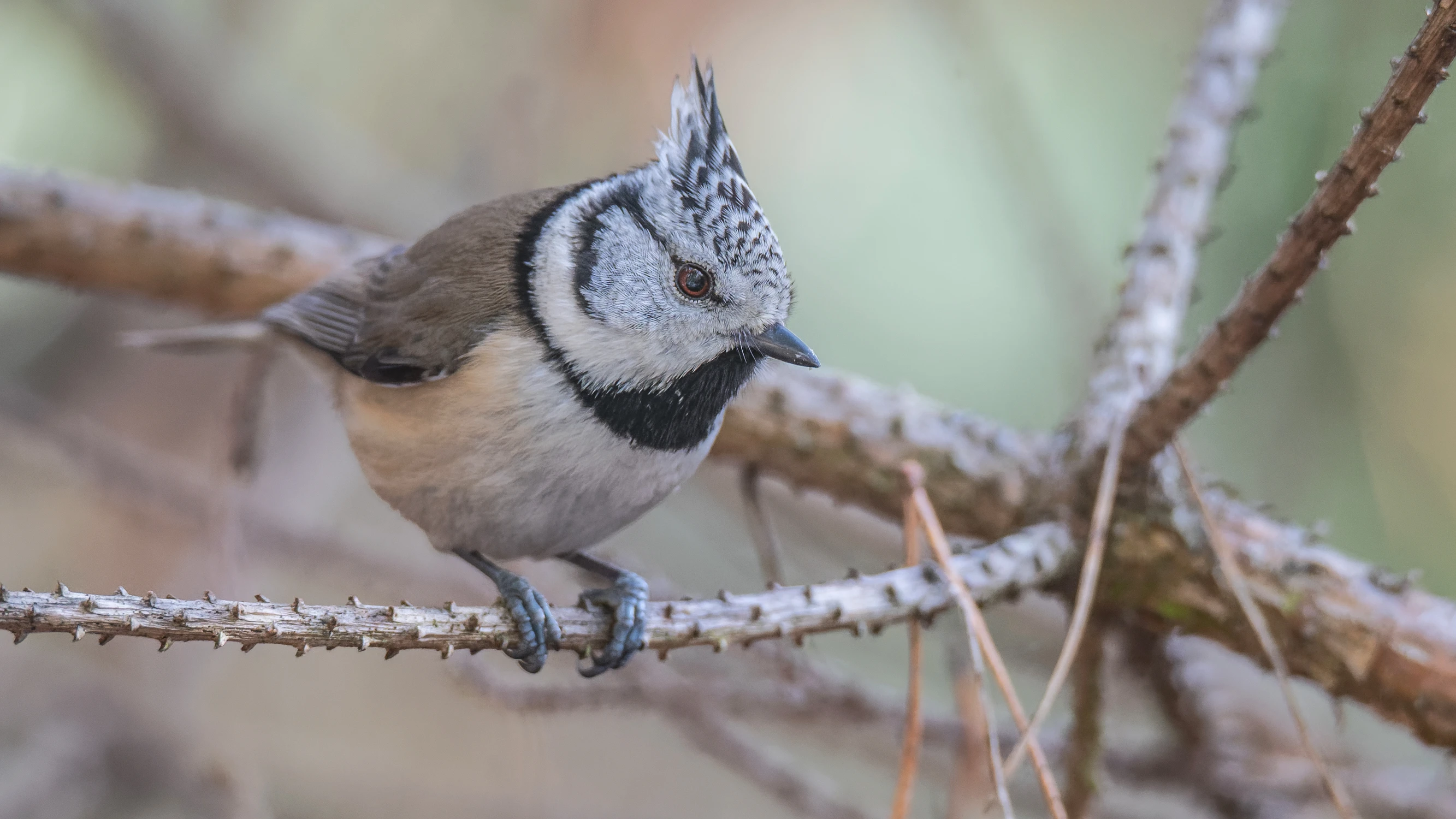Czubaty łobuziak z sosnowego boru