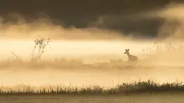 Maj w dolinie mgieł