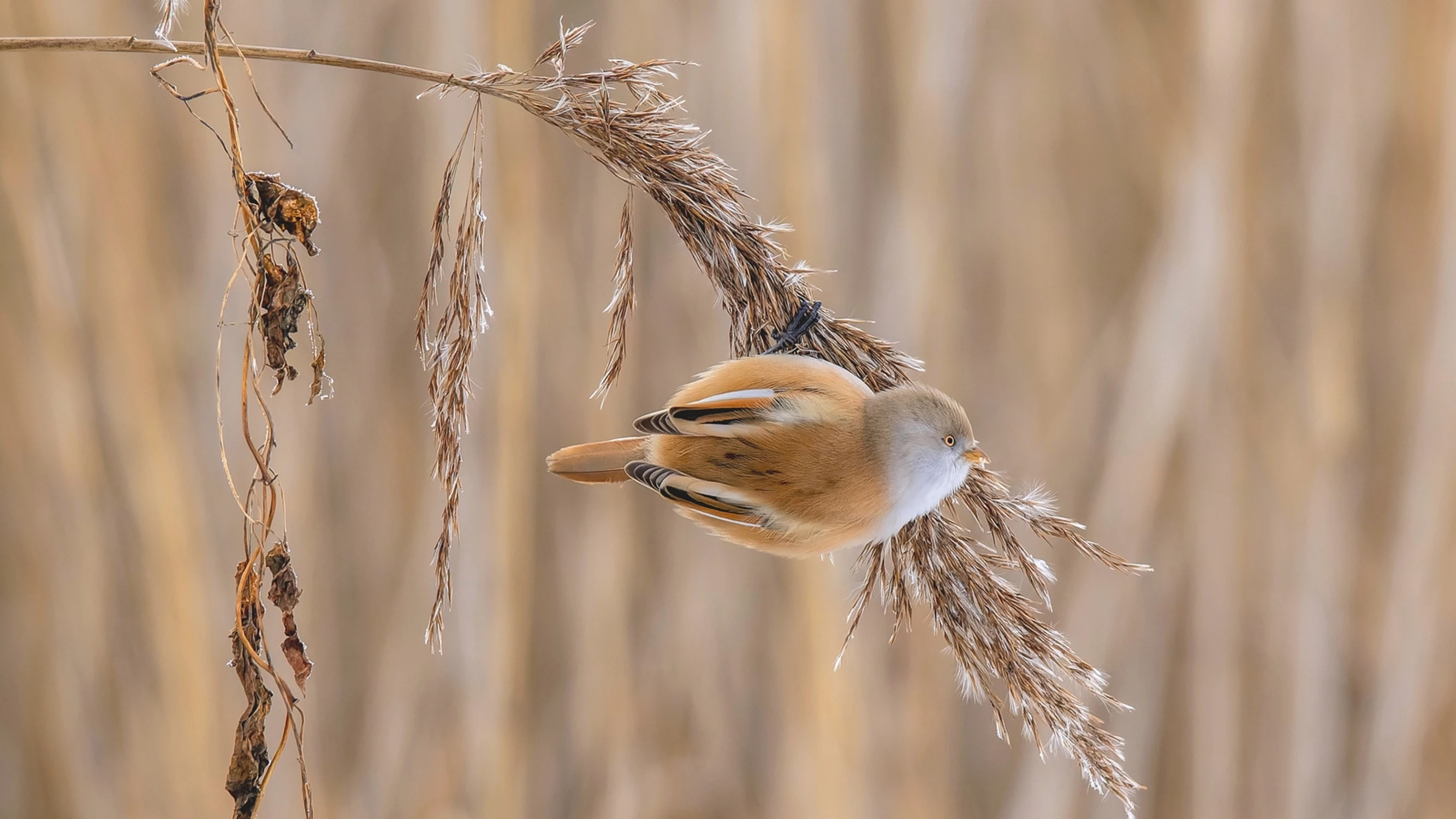 Złotooka dama z trzcinowiska