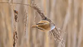 Złotooka dama z trzcinowiska